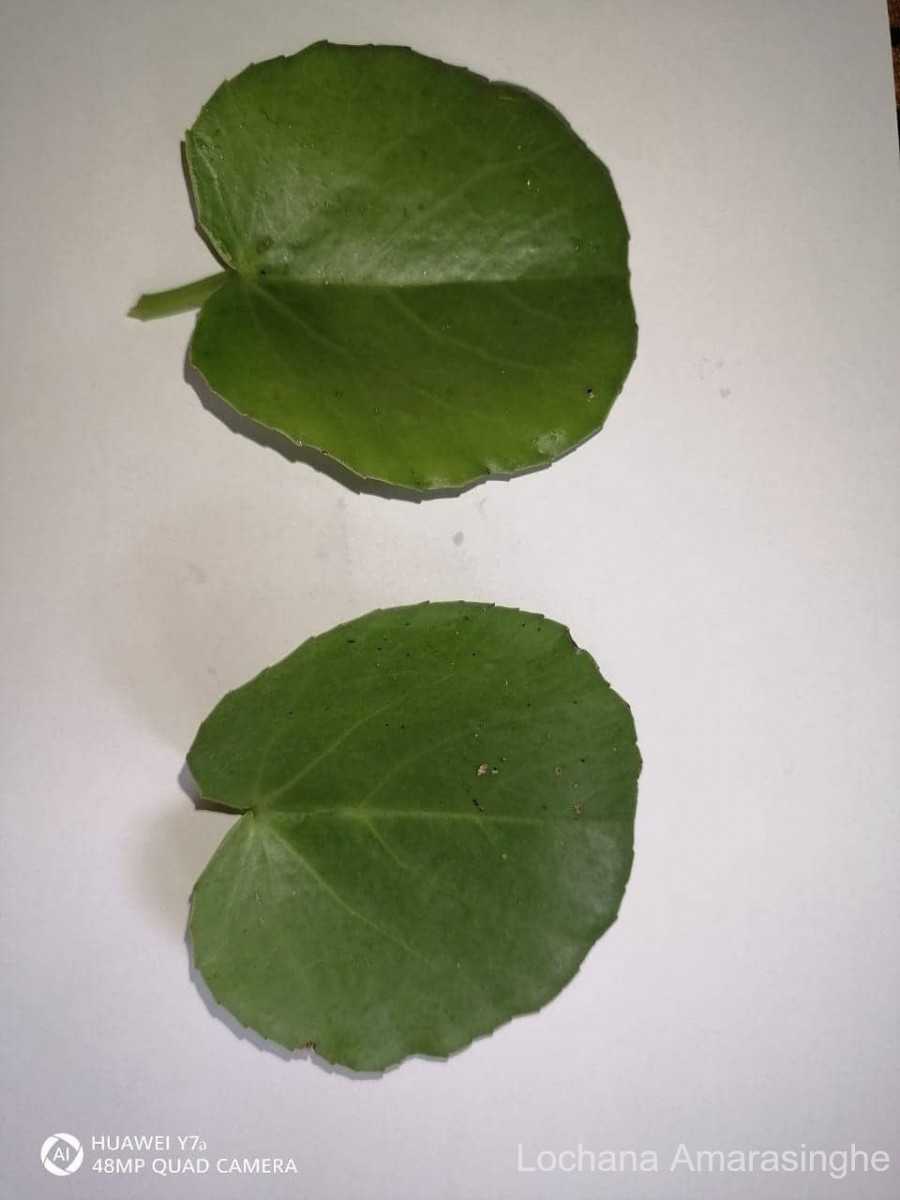 Cissus rotundifolia Vahl